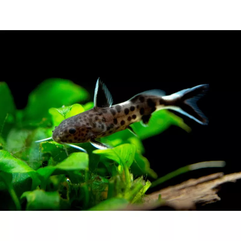 Dwarf Cuckoo AKA Leopard Catfish (Synodontis petricola), Tank-Bred