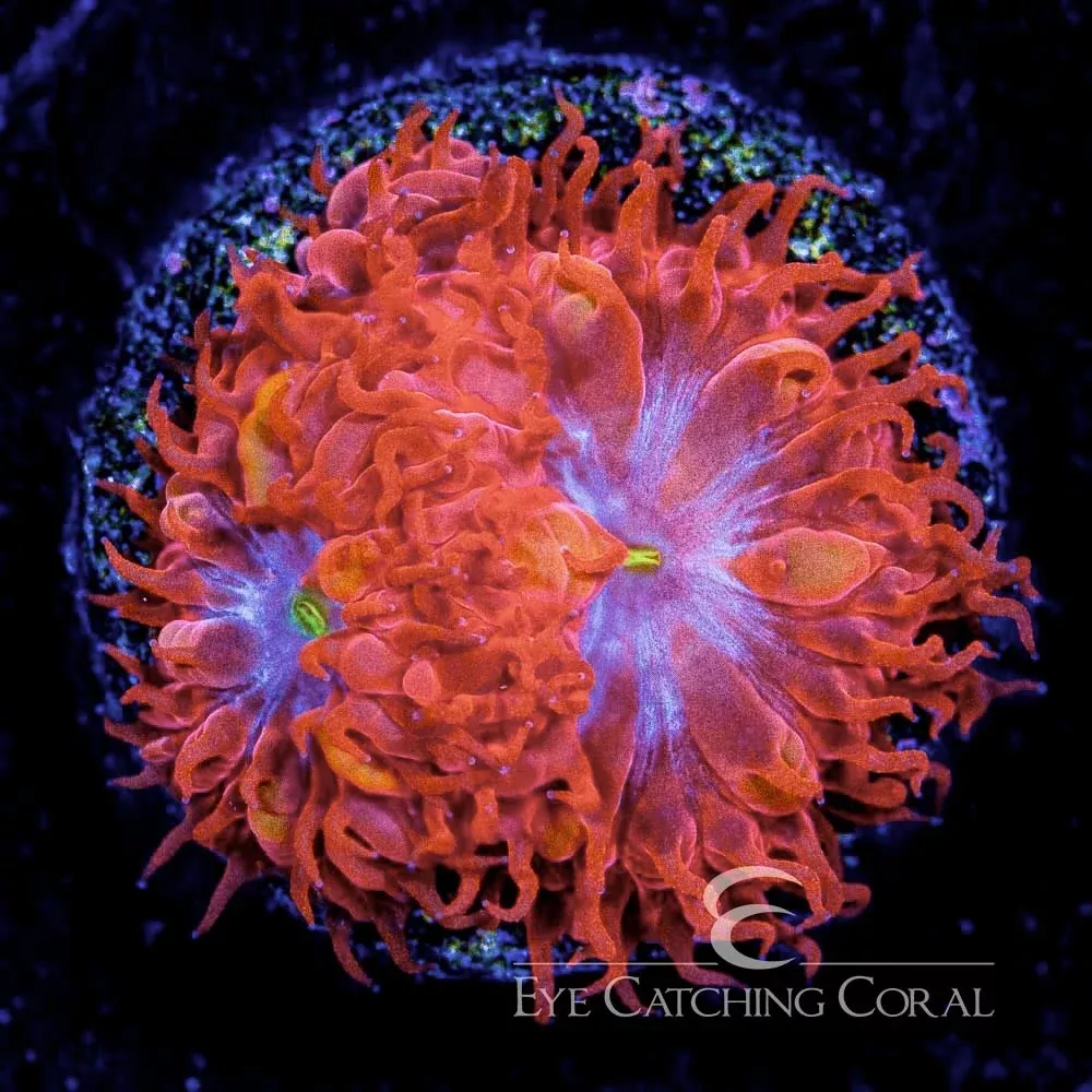 ECC Blue Raven Blastomussa Merletti