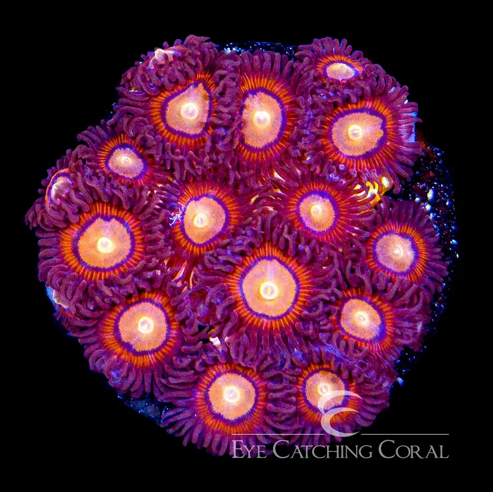 ECC Halo Monster Zoanthid Frag (4 Polyp Average)