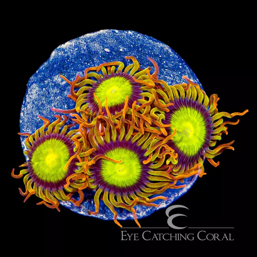 ECC Manderin Zoanthid Frag (4 Polyp Average)
