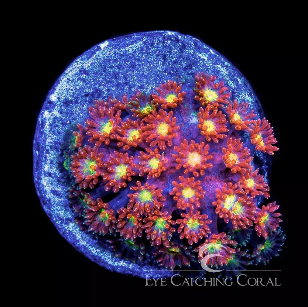 ECC Time Warp Goniopora