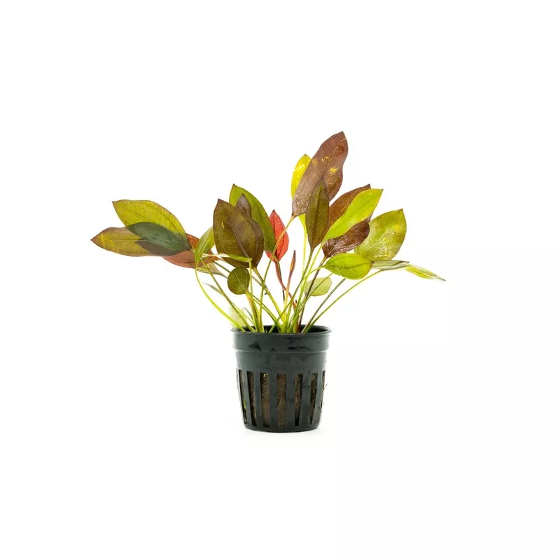 Echinodorus Aflame