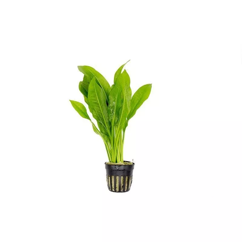 Echinodorus Bleheri / Amazon Sword – Regular