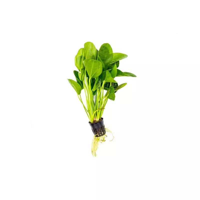 Echinodorus Horizontalis Mini