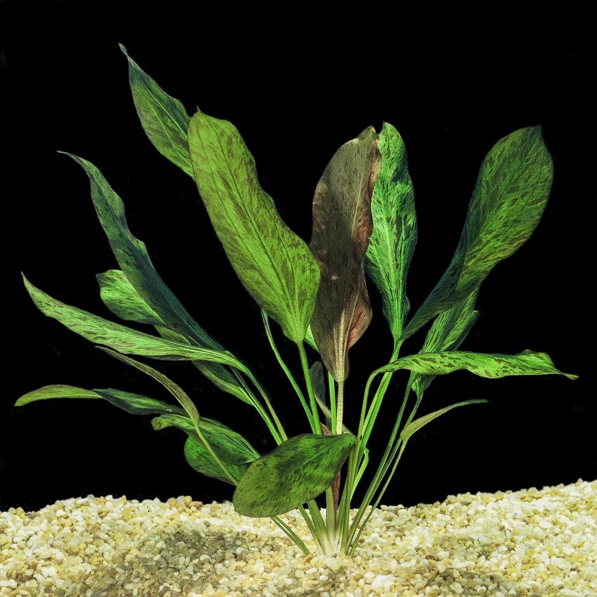 Echinodorus ‘Ozelot’ — Mother Pot