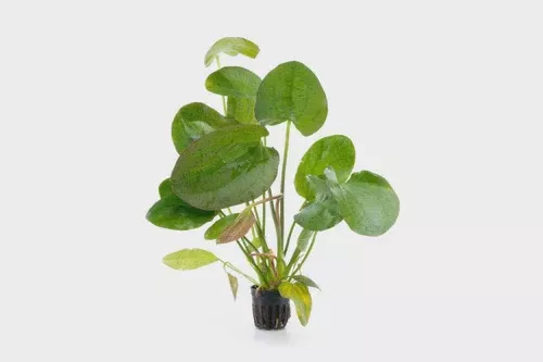 Echinodorus Paul Kloecker