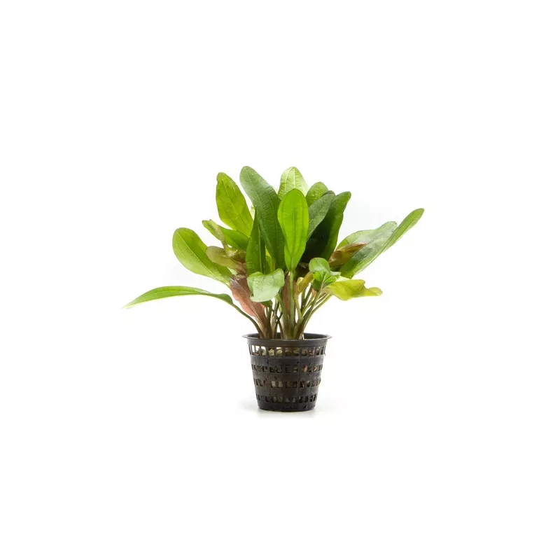 Echinodorus Red Rubin Mother Pot