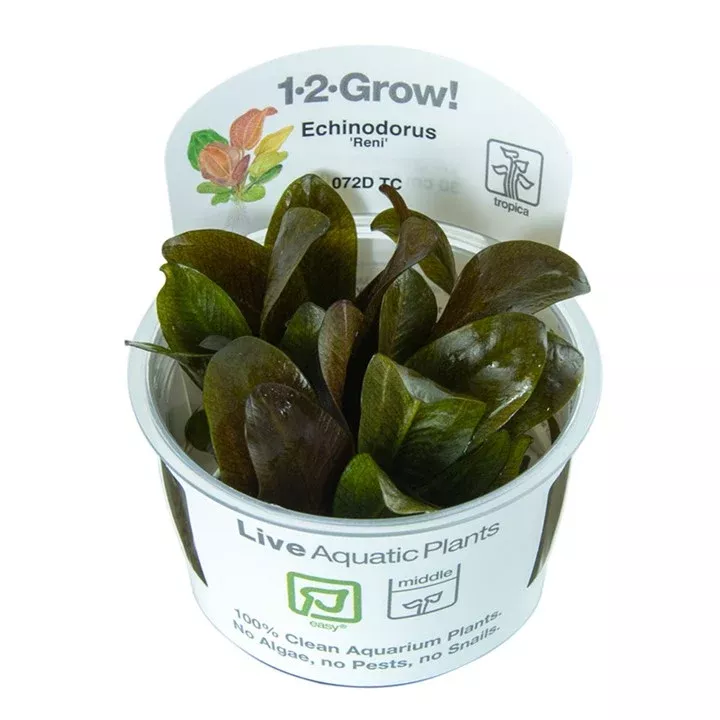 Echinodorus ‘Reni’ TC by Tropica