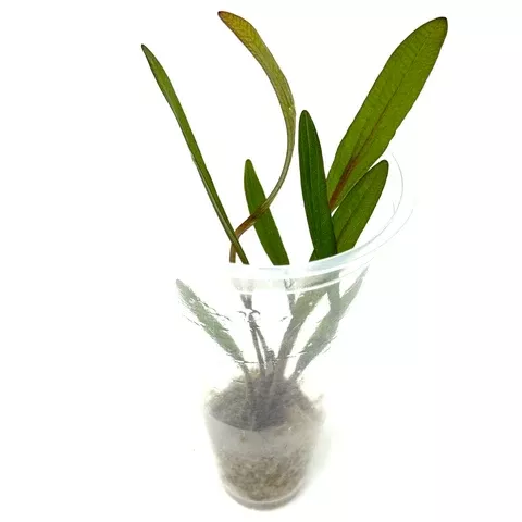 Echinodorus rubin ‘Narrow Leaf’