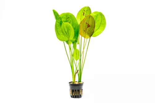 Echinodorus Yellow Sun *PLEASE CONTACT FOR AVAILABILITY BEFORE ORDERING