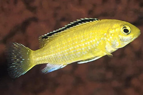 * Electric Yellow Cichlid *PLEASE CONTACT FOR AVAILABILITY BEFORE ORDERING *LOCAL ONLY, NO OUT OF STATE SHIPPING