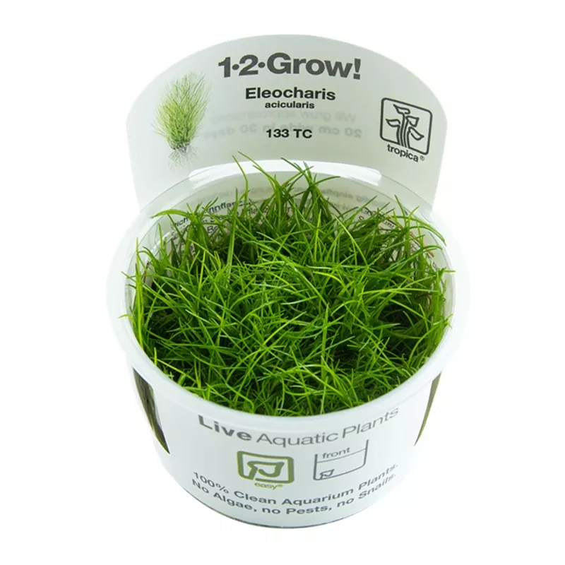 Eleocharis acicularis – TC