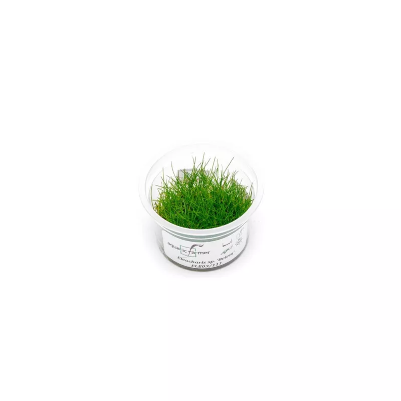 Eleocharis Belem Aquatic Farmer Tissue Culture
