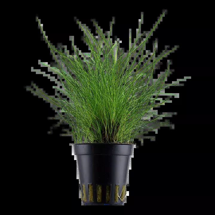 Eleocharis parvula by Tropica