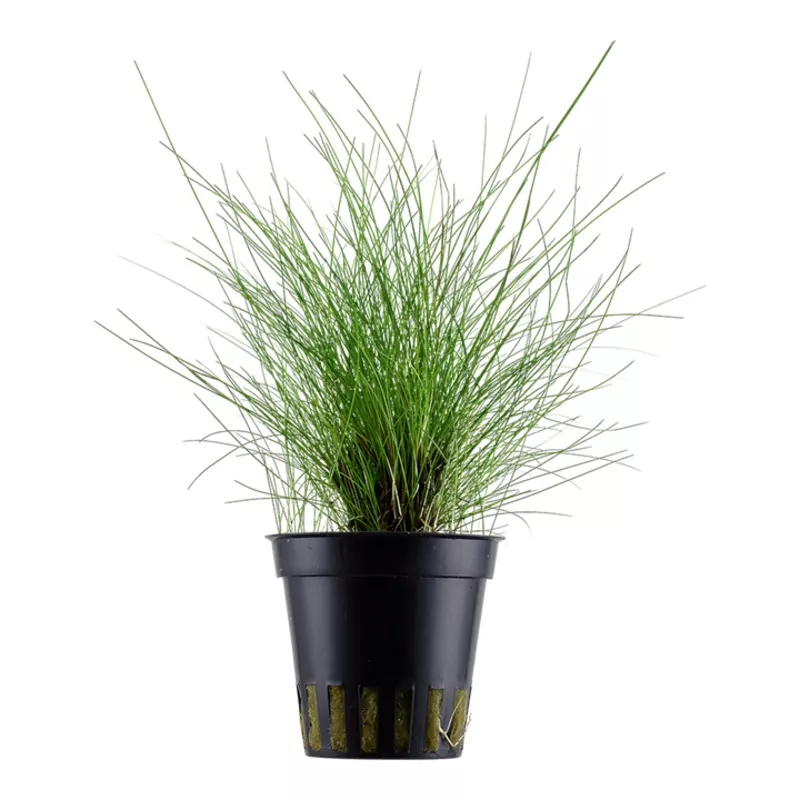 Eleocharis parvula – Tropica