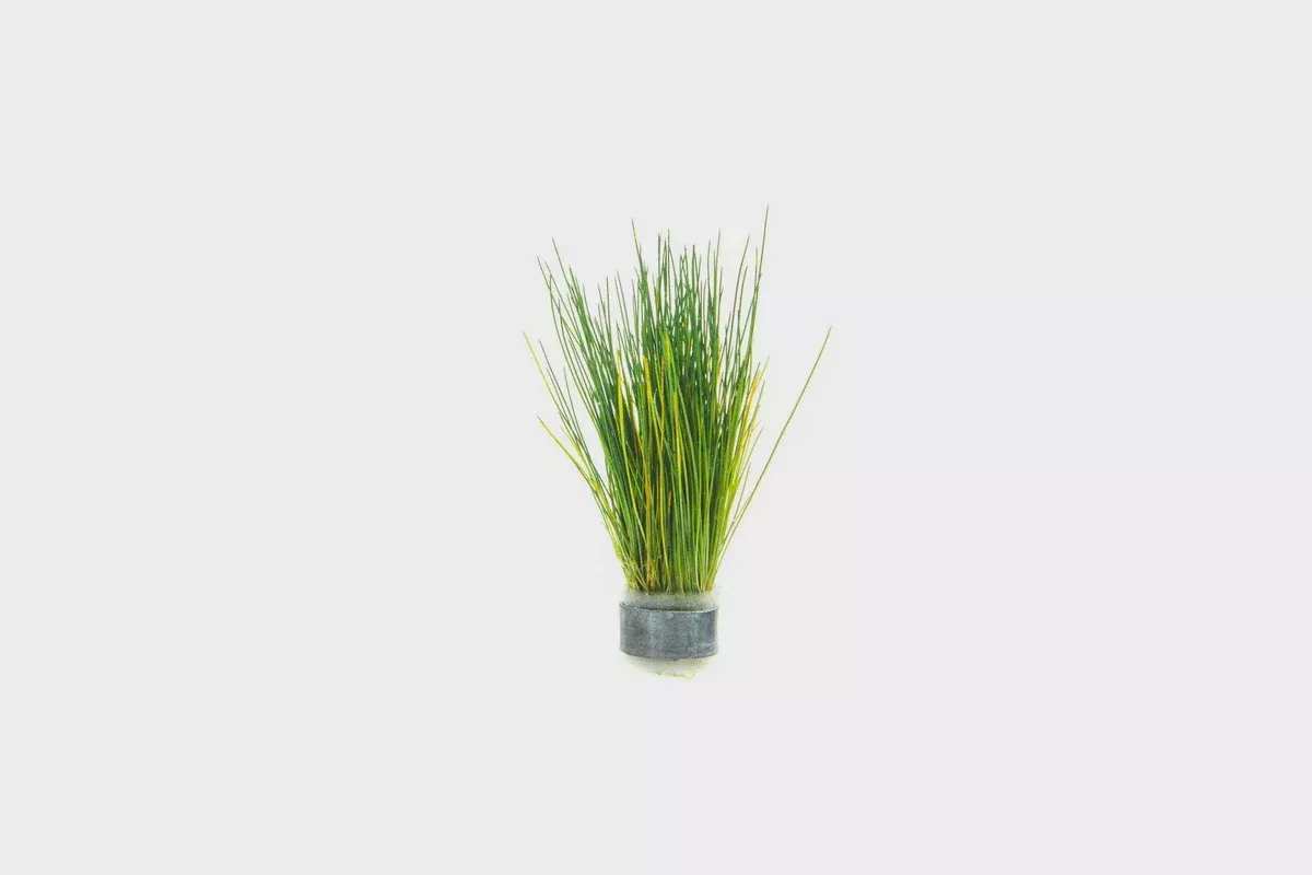 Eleocharis Parvulus (Dwarf Hair Grass) — Tissue Culture