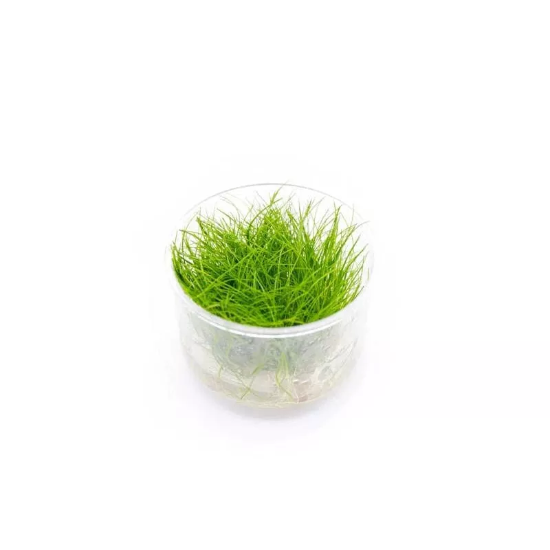 Eleocharis Parvulus Mini – Dwarf Hair Grass – Tissue Culture