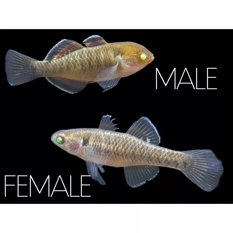 Empire Gudgeon (Hypseleotris compressa)