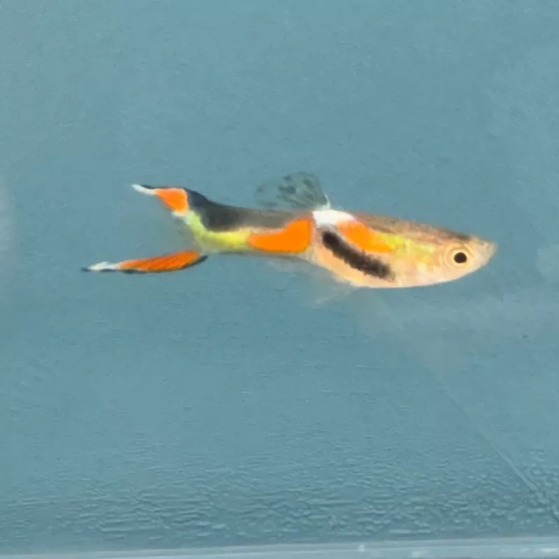 Endler’s Male