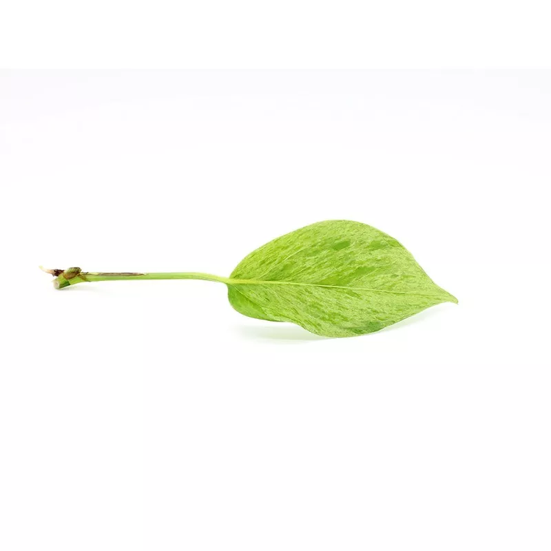 Epipremnum aureum Marble Queen PothosNode/Leaf Cutting