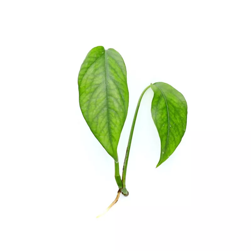 Epipremnum Pinnatum PlantNode/Leaf Cutting