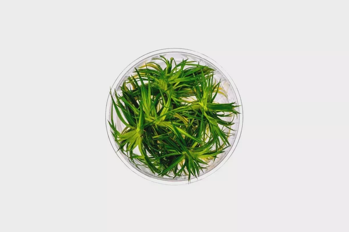 Eriocaulon ‘Polaris’ TC