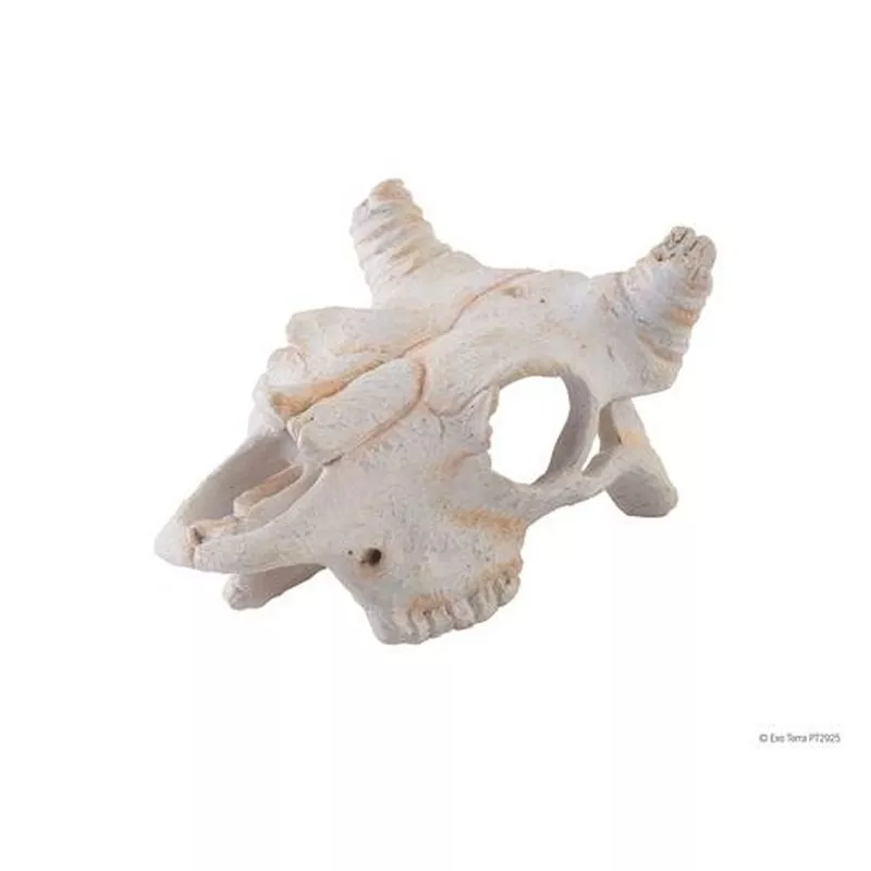 Exo Terra Buffalo Skull Small