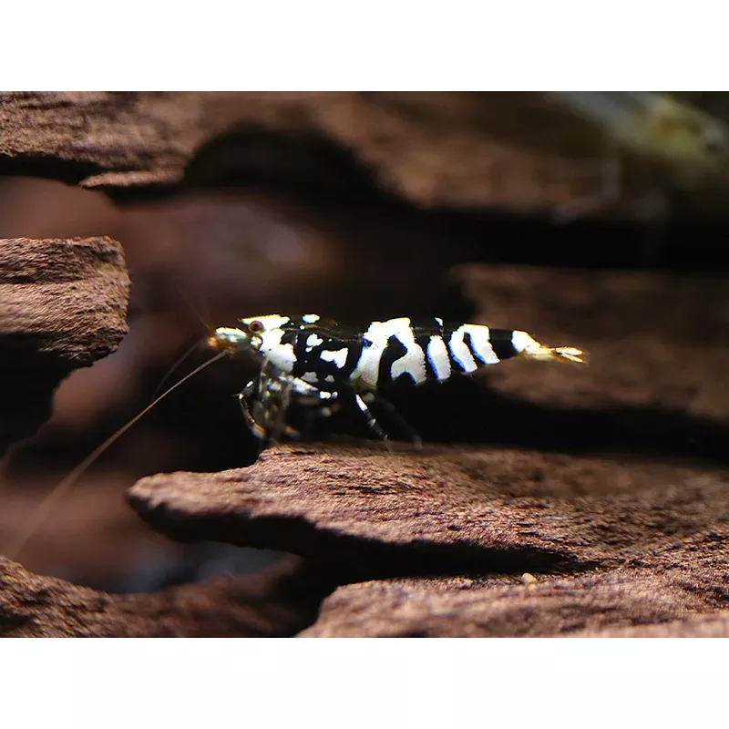Fancy Black Tiger Shrimp (Caridina sp. Black Tiger)SS Grade