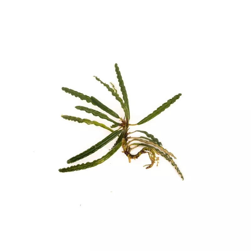 Fenestratarum Mulyadii