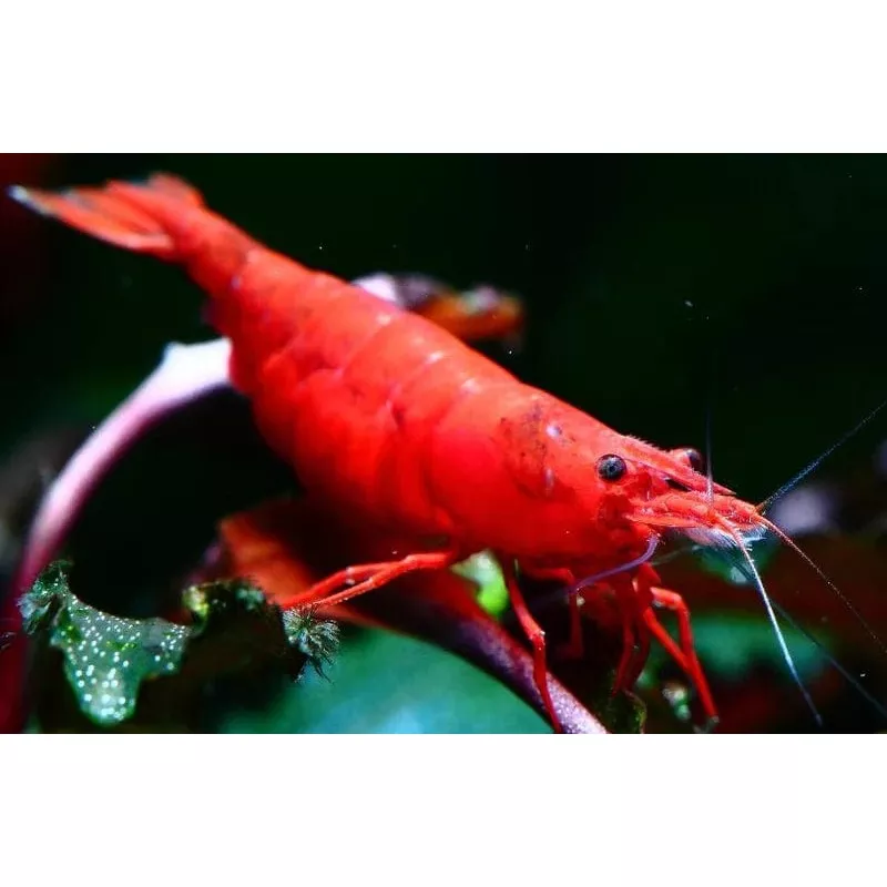 Fire Red Shrimp (Neocaridina)