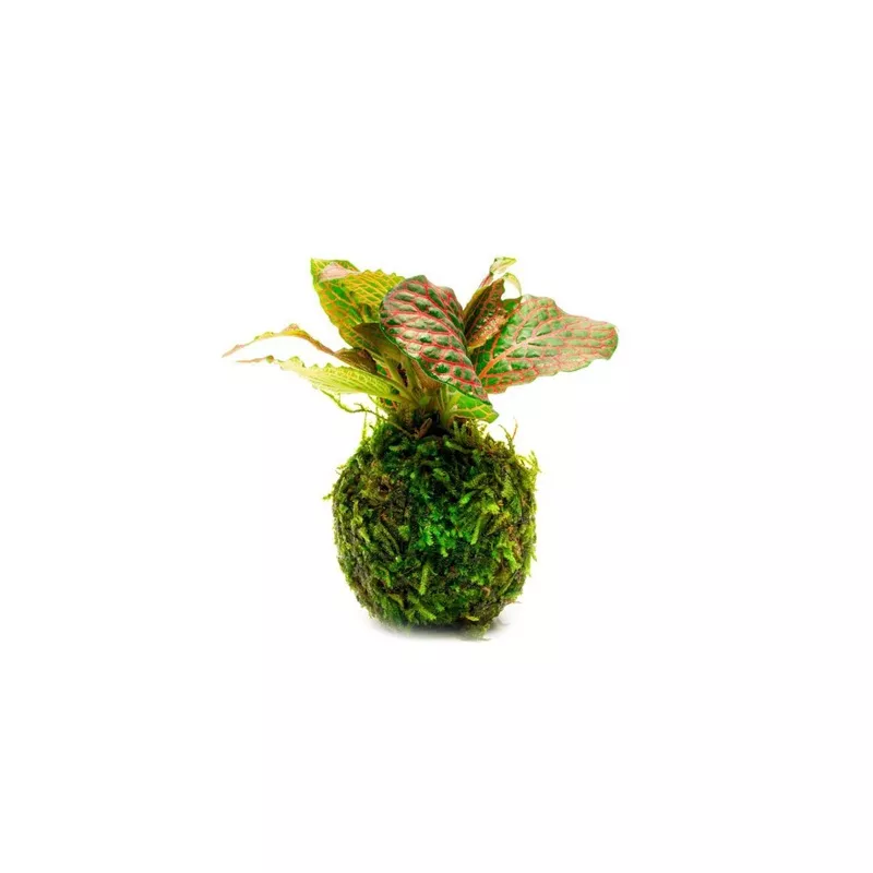 Fittonia Albivenis On Clay Moss Ball