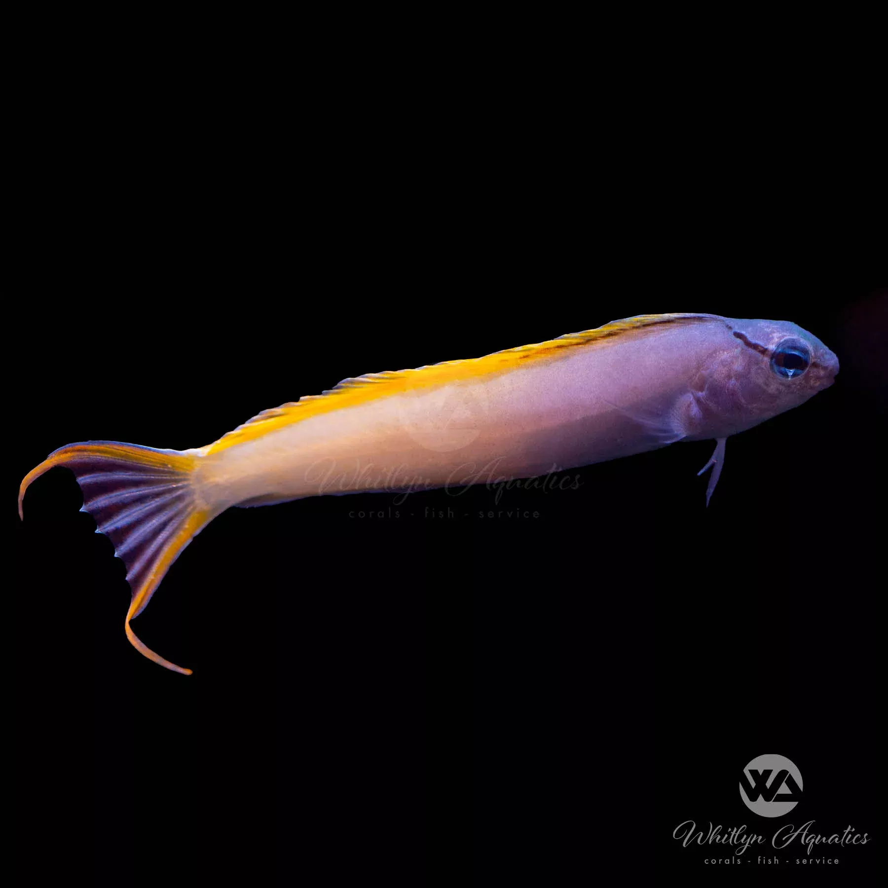 Forktail Blenny (Meiacanthus atrodorsalis)