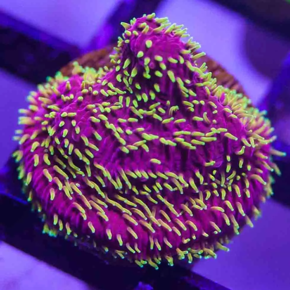 Freak Hair Pavona F2