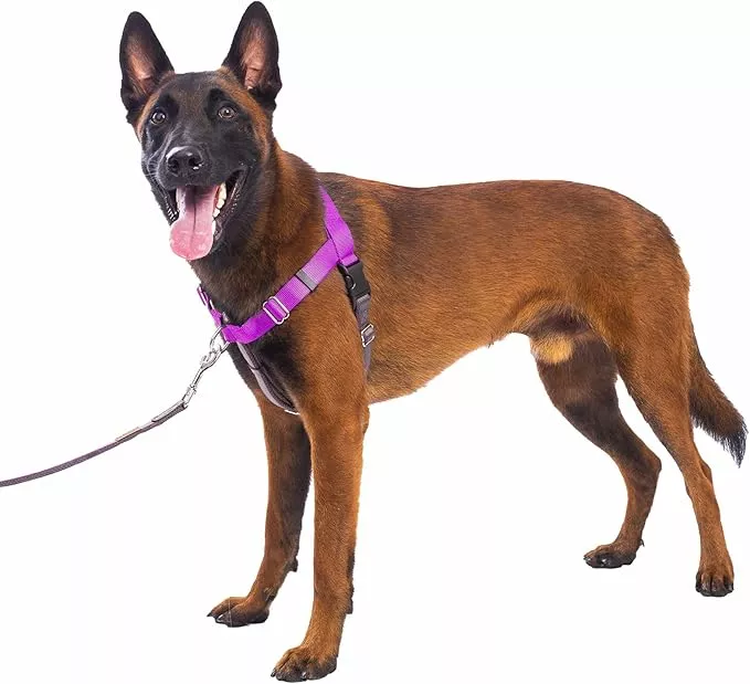 Freedom No Pull Dog Harness for Large Dogs, Front Clip, Easy Walker, Anti Pull with Two Stainless D-Rings, Comfortable, Sewn-in Instructions Tags for Easy Use (Purple, XXL)
