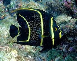 French Angel Juvenile (Pomacanthus paru)