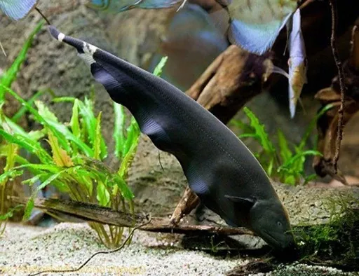Ghost Knife Fish