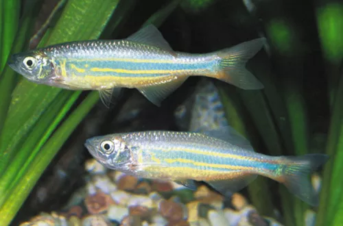 * Giant Danio *PLEASE CONTACT FOR AVAILABILITY BEFORE ORDERING *LOCAL ONLY, NO OUT OF STATE SHIPPING