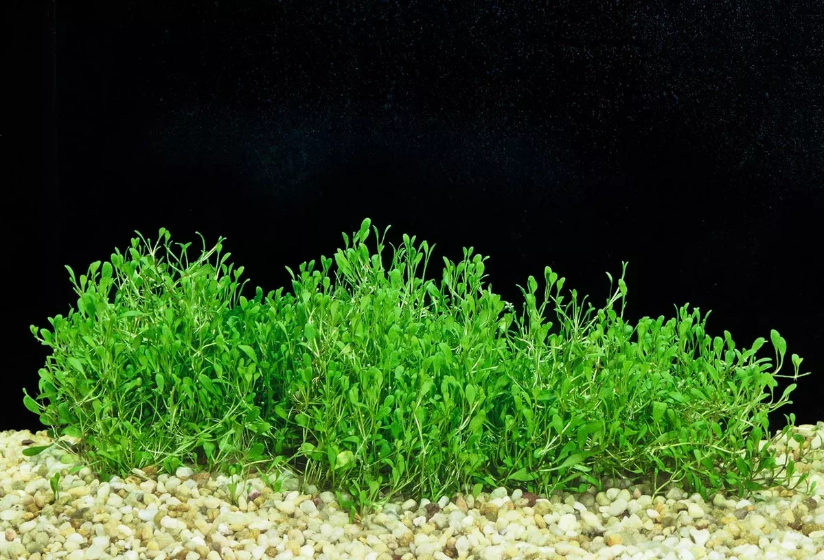 Glossostigma Elatinoides — Potted