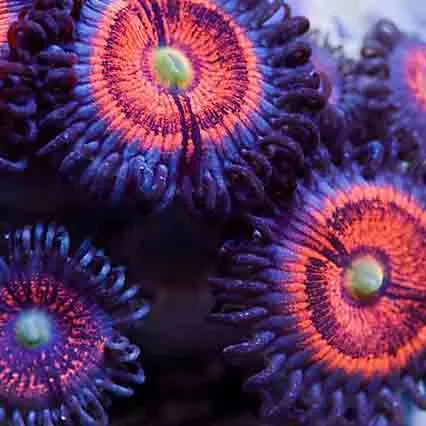 Gobstoppers Zoanthid F2