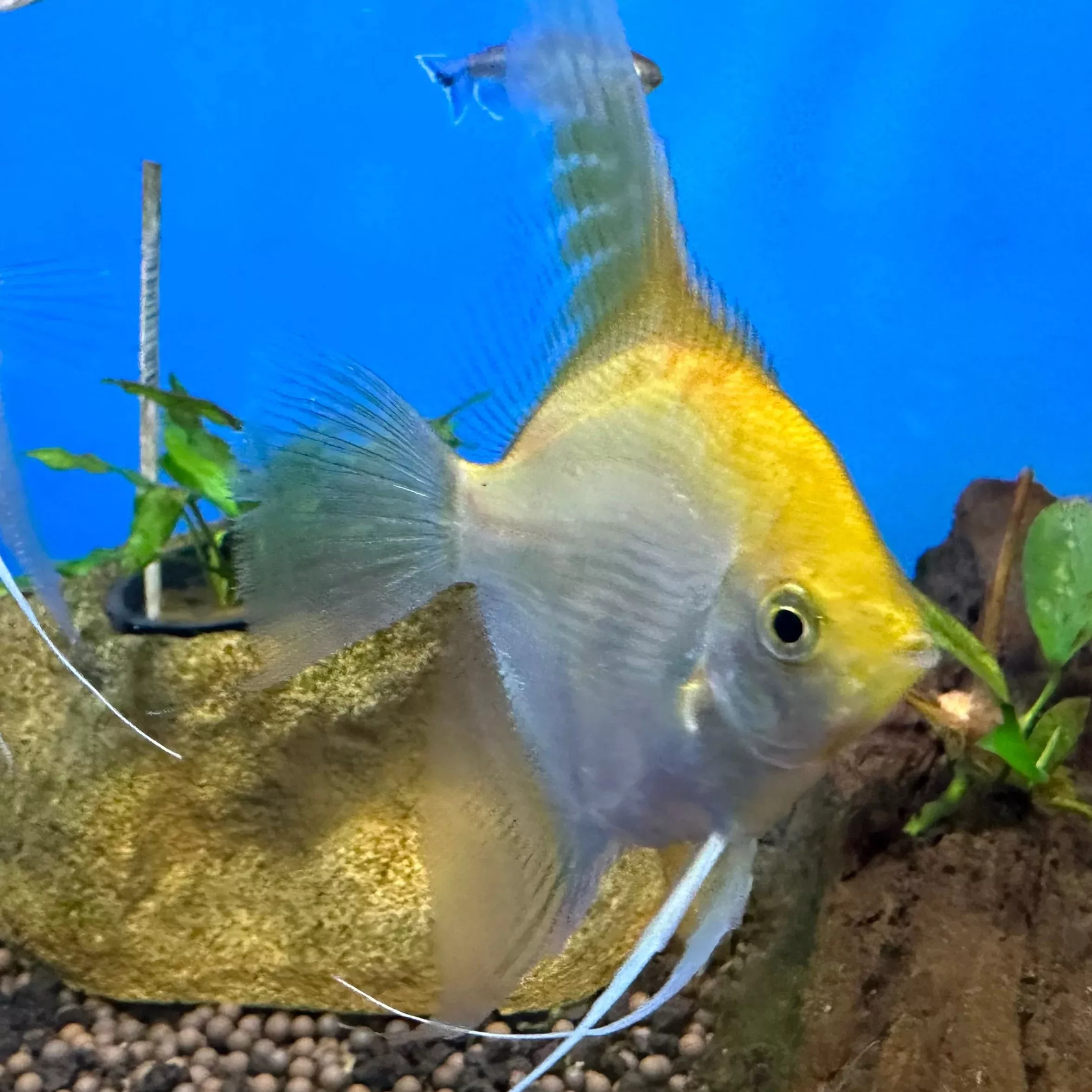 Gold Angelfish Med