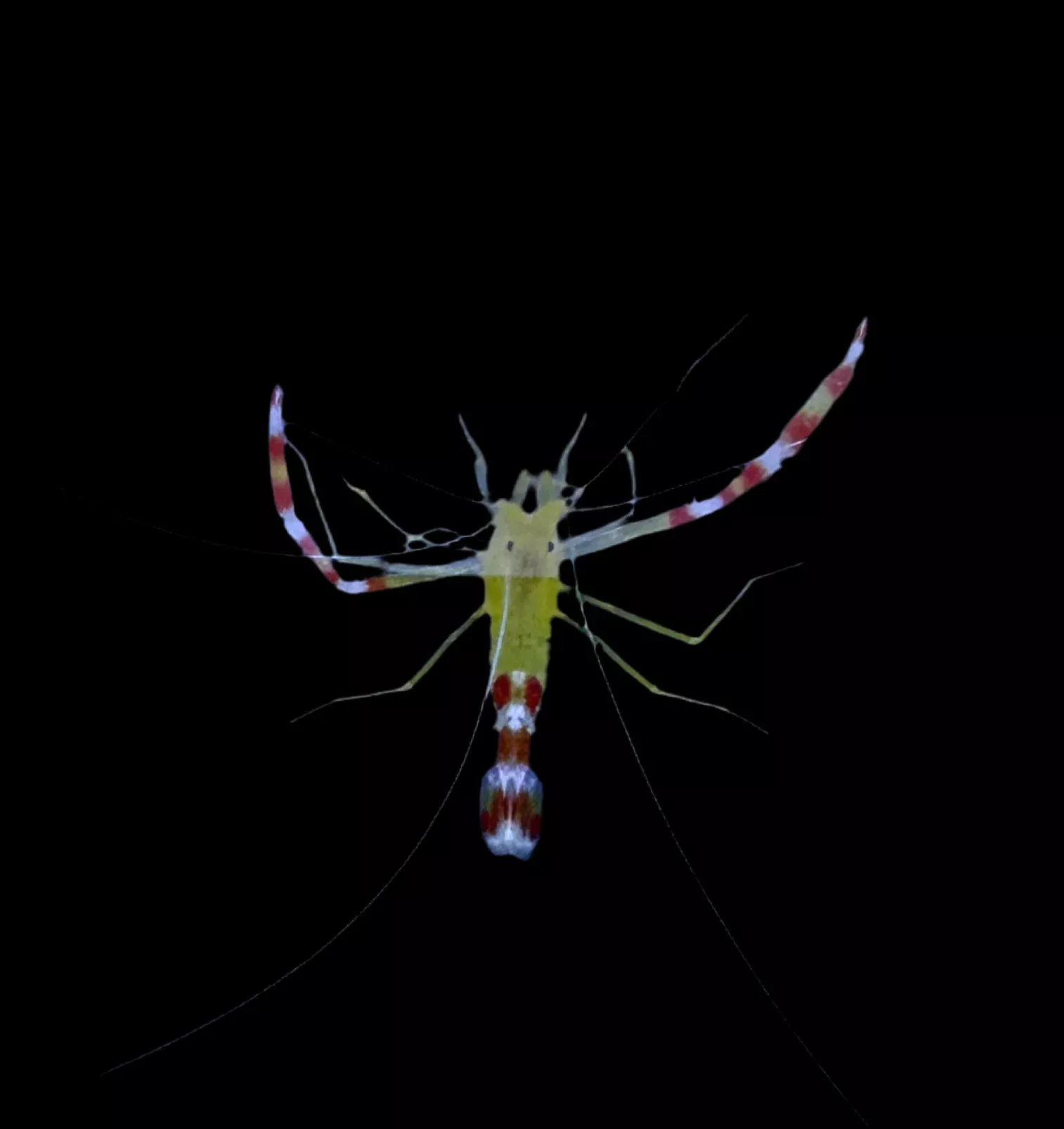 Gold Banded Coral Shrimp