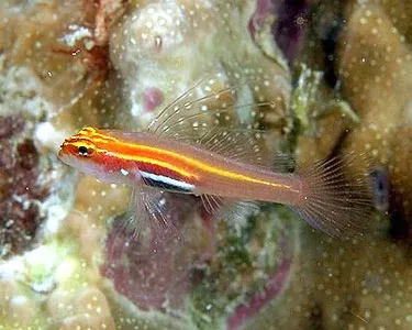 Gold Neon Eviota Goby (Eviota pellucida)