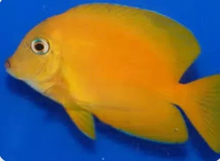Golden Blue Eye Tang