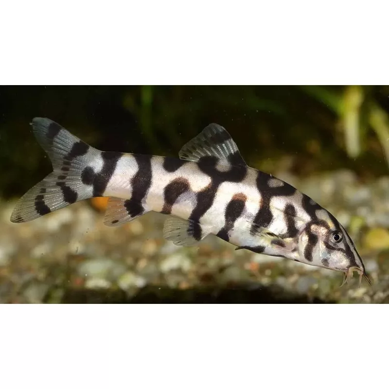 Golden YoYo Loach