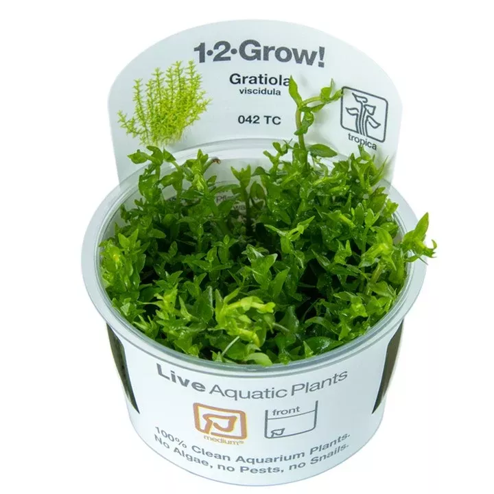 Gratiola viscidula TC by Tropica