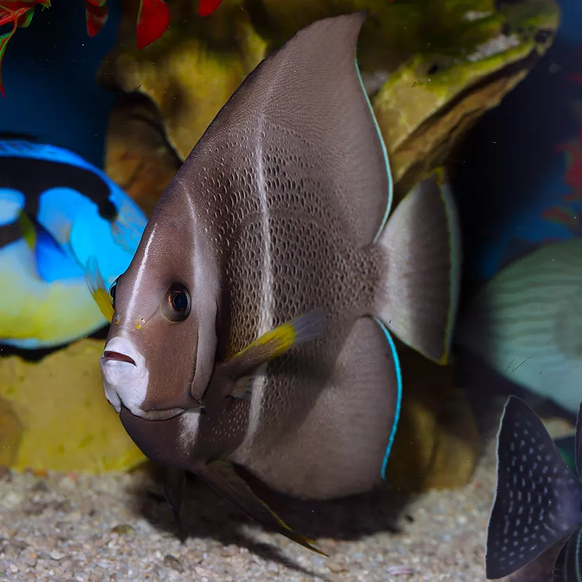 Gray Angelfish Sub Adult
