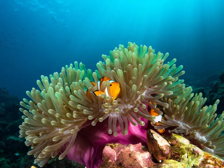 Green Bubble Tip Anemone