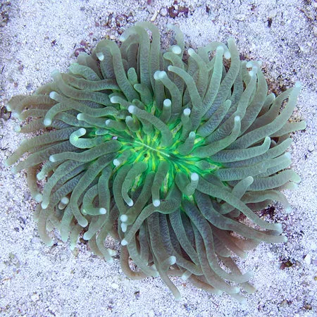 Green Long Tentacle Plate