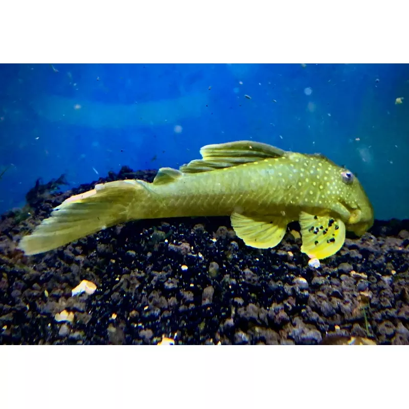 Green Phantom Pleco L2004-6″