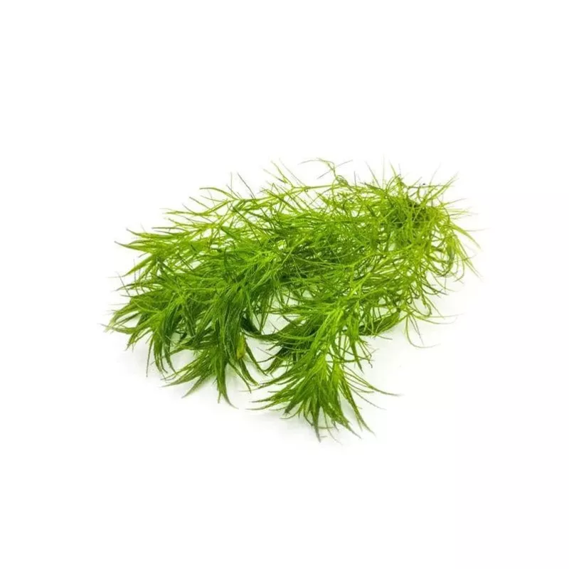 Guppy Grass (Najas Indica)